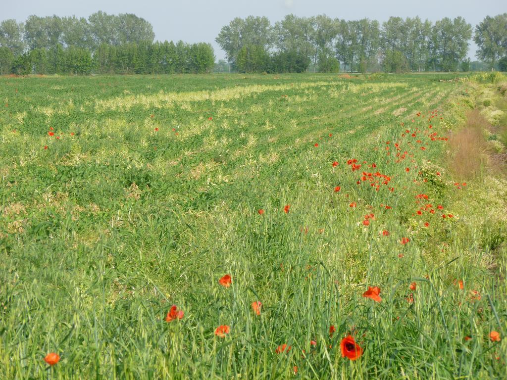 Agriturismo Corte Rocca San Giorgio di Mantova Exteriér fotografie